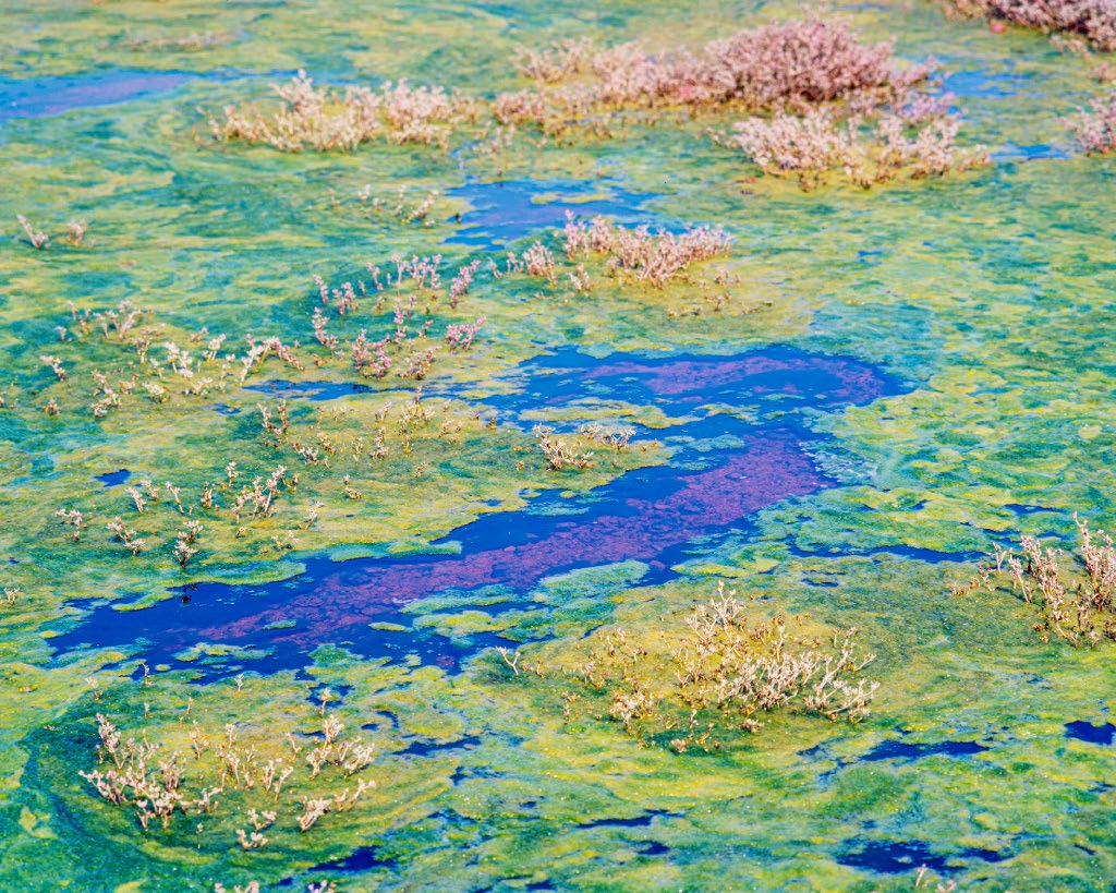 Vista aérea de un paisaje pantanoso con vegetación y agua