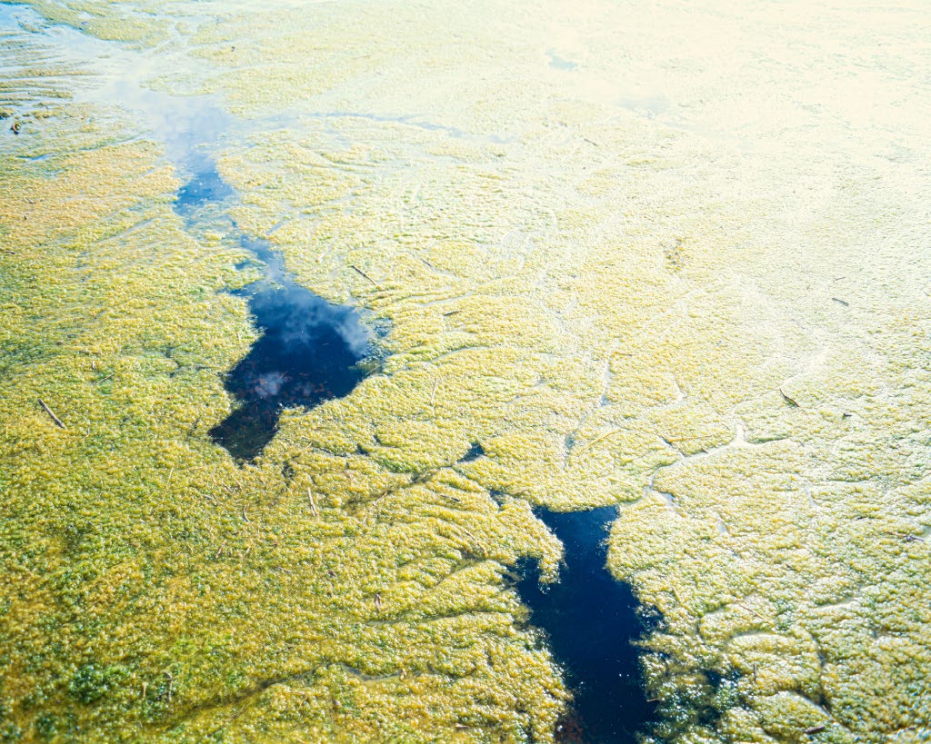 Vista aérea de un paisaje pantanoso con vegetación verde y manchas de agua